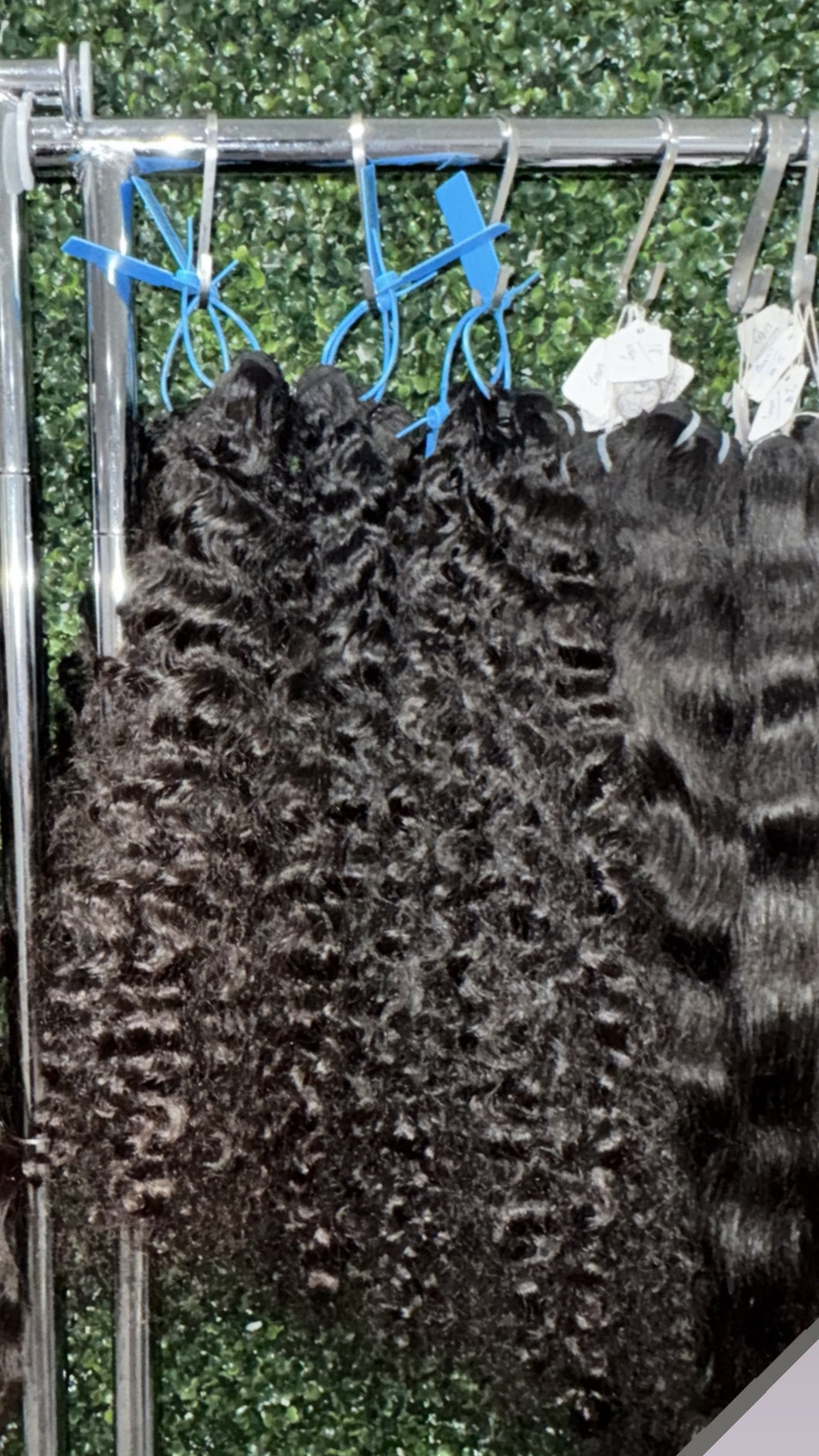 Burmese Curly